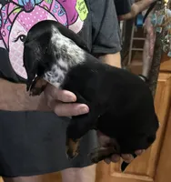 Summer, a female Dachshund and Miniature Dachshund for sale in Navasota, TX – 6 of 6