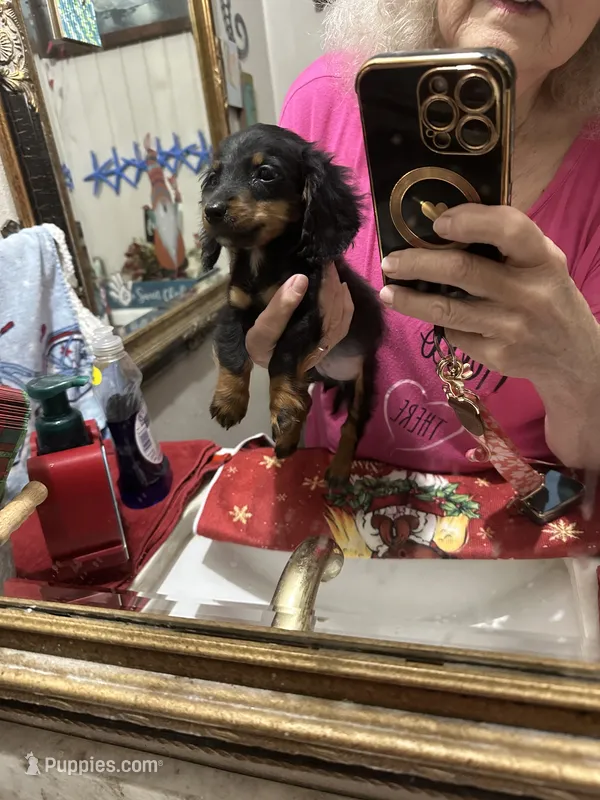 Curly  – Miniature Dachshund puppy for sale in Navasota, TX