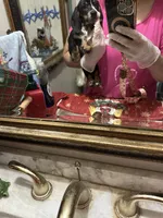 Beauti, a female Dachshund for sale in Navasota, TX – 4 of 6
