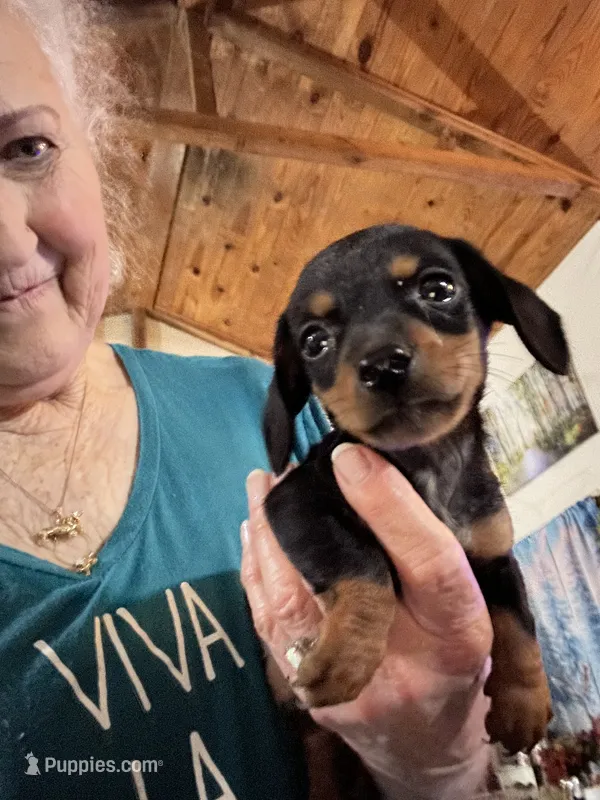 Blackie – Miniature Dachshund puppy for sale in Navasota, TX