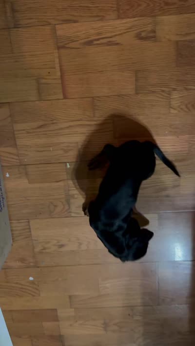 Bruno , a male Miniature Dachshund for sale in Navasota, TX – 5 of 5