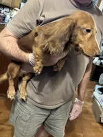 Samson, a male Dachshund for sale in Navasota, TX – 2 of 2