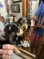 Dash, a male Dachshund for sale in Navasota, TX – 4 of 5