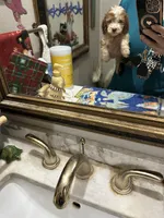 Zane , a male Dachshund and Miniature Dachshund for sale in Navasota, TX – 3 of 8