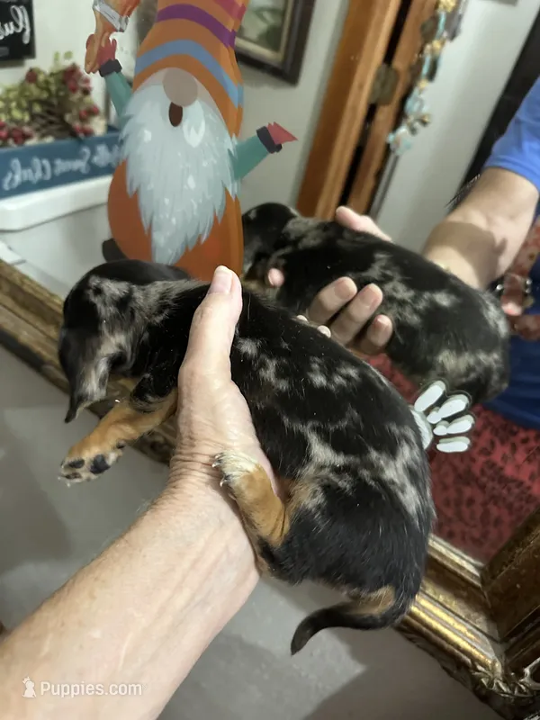 Dash – Dachshund puppy for sale in Navasota, TX