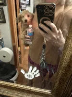 Ben  , a male Poodle - Toy  for sale in Navasota, TX – 5 of 6