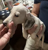 Rocky road, a male Dachshund for sale in Navasota, TX – 5 of 5