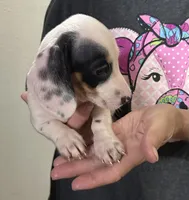 Rocky road, a male Dachshund for sale in Navasota, TX – 3 of 5