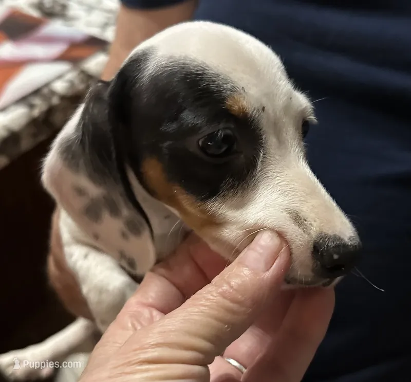 Rocky road – Dachshund puppy for sale in Navasota, TX