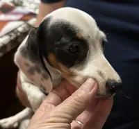 Rocky road, a male Dachshund for sale in Navasota, TX – 1 of 5