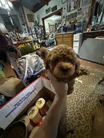 Red, a male Poodle - Toy  for sale in Navasota, TX – 1 of 2