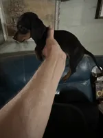 Bruno , a male Dachshund and Miniature Dachshund for sale in Navasota, TX – 2 of 4