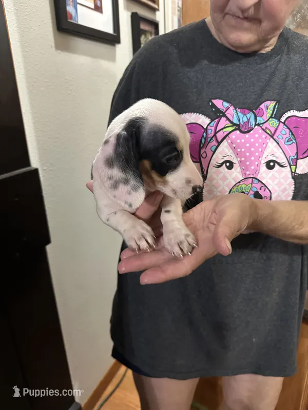 Spot, a male Dachshund for sale in Navasota, TX – 1 of 2