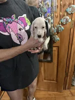 Thore, a male Dachshund and Miniature Dachshund for sale in Navasota, TX – 3 of 3