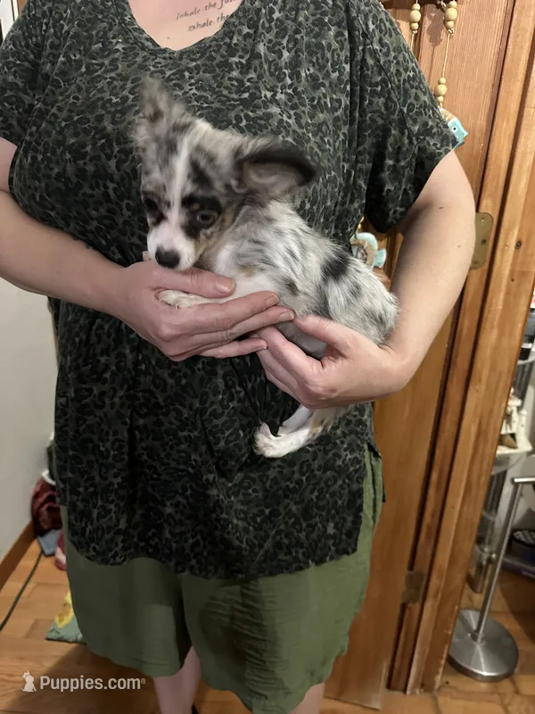 Marli – Chihuahua puppy for sale in Navasota, TX