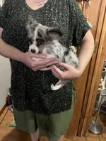Marli, a female Chihuahua for sale in Navasota, TX – 1 of 3