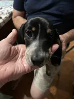 Summer, a female Dachshund and Miniature Dachshund for sale in Navasota, TX – 4 of 6