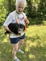 Spicey hot , a male Toy Australian Shepherd for sale in Navasota, TX – 2 of 3