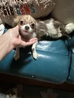 Marli, a female Chihuahua for sale in Navasota, TX – 6 of 7