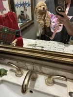 Ben, a male Poodle - Toy  for sale in Navasota, TX – 4 of 4