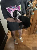 Beauti, a female Dachshund for sale in Navasota, TX – 3 of 6