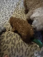 Rusty, a male Poodle - Toy  for sale in Navasota, TX – 2 of 2