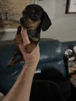 Blackie, a male Miniature Dachshund for sale in Navasota, TX – 2 of 2