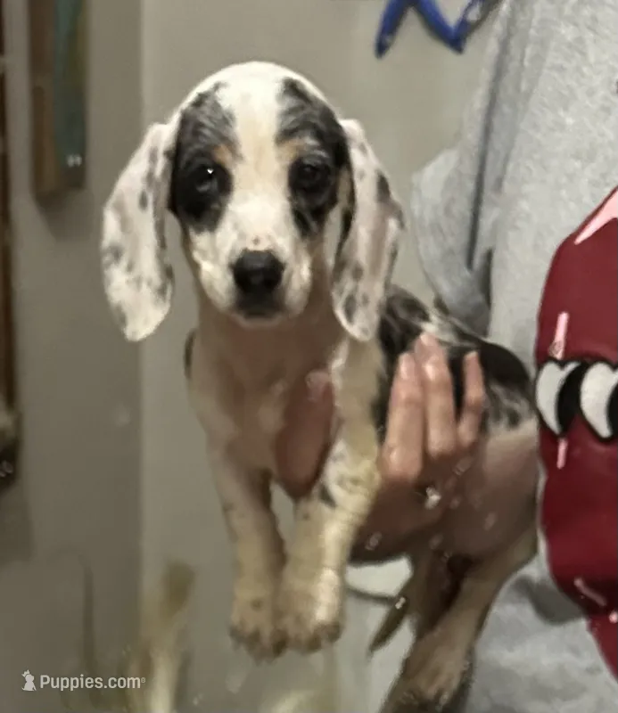 Beauti – Dachshund, Miniature Dachshund puppy for sale in Navasota, TX