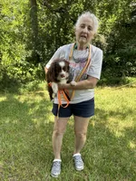 Ginger honey , a female Toy Australian Shepherd for sale in Navasota, TX – 2 of 2