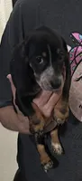 Summer, a female Dachshund and Miniature Dachshund for sale in Navasota, TX – 2 of 6