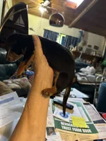 Bandit , a male Dachshund for sale in Navasota, TX – 3 of 3