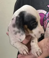 Rocky road, a male Dachshund for sale in Navasota, TX – 4 of 5
