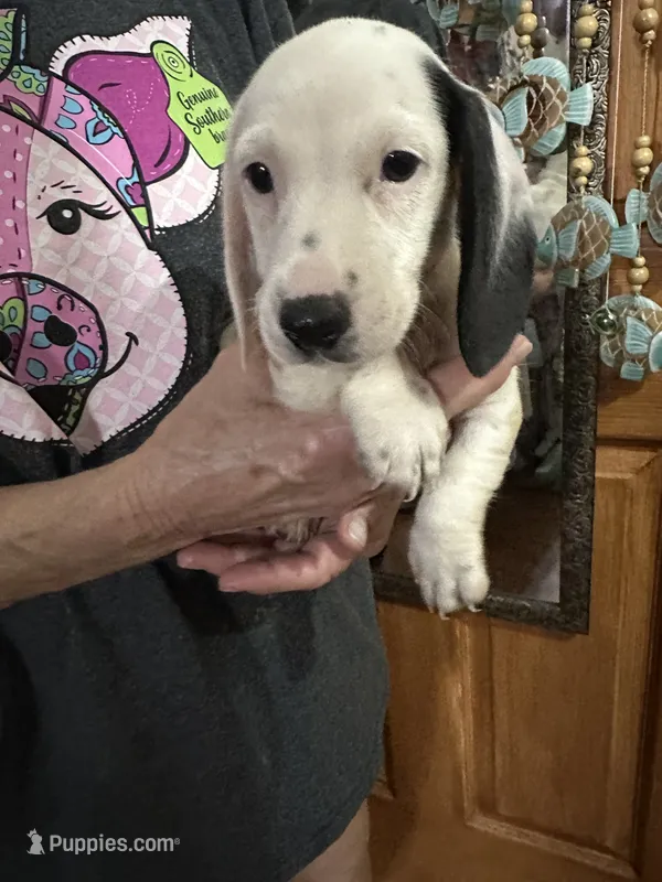 Thore – Dachshund, Miniature Dachshund puppy for sale in Navasota, TX