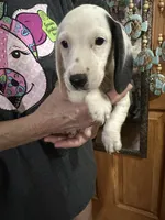 Thore, a male Dachshund and Miniature Dachshund for sale in Navasota, TX – 1 of 3
