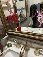 Tiny , a male Poodle - Toy  for sale in Navasota, TX – 2 of 2