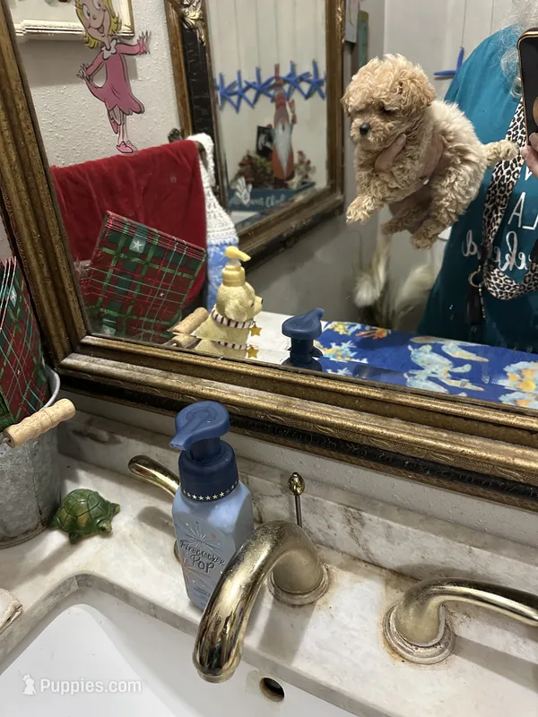 Ben   – Poodle - Toy  puppy for sale in Navasota, TX