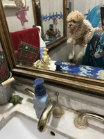 Ben  , a male Poodle - Toy  for sale in Navasota, TX – 1 of 2