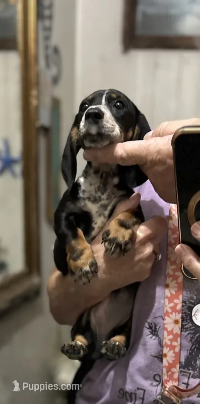 Summer – Dachshund, Miniature Dachshund puppy for sale in Navasota, TX