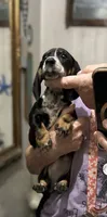 Summer, a female Dachshund and Miniature Dachshund for sale in Navasota, TX – 1 of 6