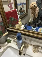 Ben, a male Poodle - Toy  for sale in Navasota, TX – 3 of 4