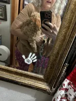 Ben  , a male Poodle - Toy  for sale in Navasota, TX – 6 of 6
