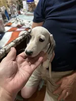Rocky road, a male Dachshund for sale in Navasota, TX – 2 of 5