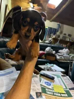 Bandit , a male Dachshund for sale in Navasota, TX – 2 of 3