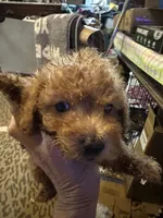 Rusty, a male Poodle - Toy  for sale in Navasota, TX – 1 of 2