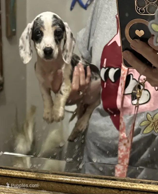 Beauti – Dachshund, Miniature Dachshund puppy for sale in Navasota, TX