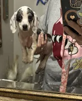 Beauti, a female Dachshund and Miniature Dachshund for sale in Navasota, TX – 1 of 2