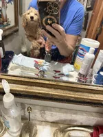 Ben  , a male Poodle - Toy  for sale in Navasota, TX – 3 of 6