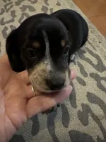 Beauti, a female Dachshund for sale in Navasota, TX – 6 of 6