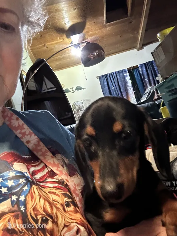 Bruno – Miniature Dachshund puppy for sale in Navasota, TX
