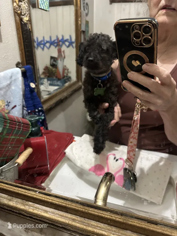 Raven  – Poodle - Toy  puppy for sale in Navasota, TX